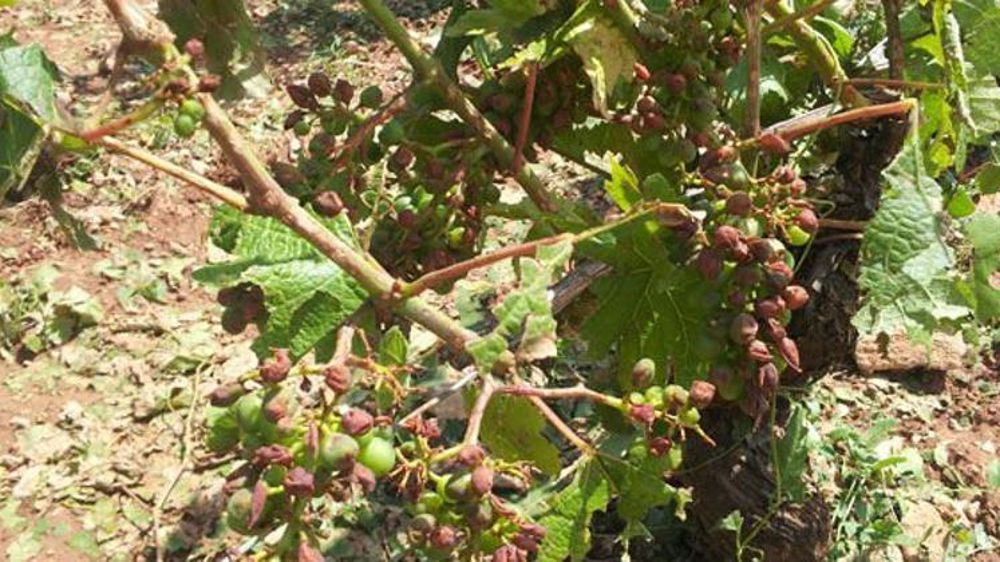 Twitter/Bulles de Champagne